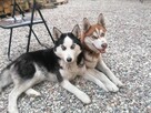 Siberian Husky - Szczeniaki rodowodowe - 7
