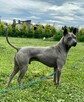 Thai Ridgeback Dog szczenięta - 8