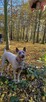 Thai Ridgeback Dog szczenięta - 9