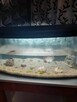 Akwarium 220l panoramiczne - 3