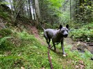 Thai Ridgeback Dog szczenięta - 7