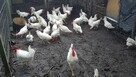 jajka lęgowe włoszka lawendowa i inne rasy - 3