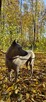 Thai Ridgeback Dog szczenięta - 10