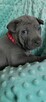Thai Ridgeback Dog szczenięta - 5