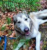 Młody pogody psiak kochający ludzi BŁAGA o wspaniały domek - 10