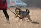 Vizir szuka swojego człowieka - 2