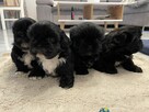Shih tzu - 2