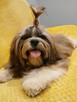 Złota suczka Shih-Tzu FCI z rodowodem - 4