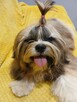 Złota suczka Shih-Tzu FCI z rodowodem - 3