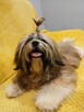 Złota suczka Shih-Tzu FCI z rodowodem - 5