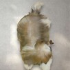 Złota suczka Shih-Tzu FCI z rodowodem - 7