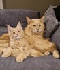 kotki Maine Coon - 2
