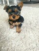 York terrier - 2