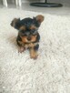 York terrier - 4