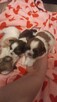 Oddam.shih tzu - 5