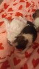 Oddam.shih tzu - 3