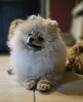 Pomeranian szpic miniaturowy zkwp FCI - 9