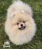 Pomeranian szpic miniaturowy zkwp FCI - 2