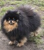 Pomeranian szpic miniaturowy zkwp FCI - 7