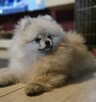 Pomeranian szpic miniaturowy zkwp FCI - 8