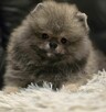Pomeranian szpic miniaturowy zkwp FCI - 3
