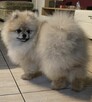 Pomeranian szpic miniaturowy zkwp FCI - 4