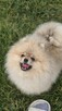 Pomeranian szpic miniaturowy zkwp FCI - 5