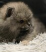 Pomeranian szpic miniaturowy zkwp FCI - 6
