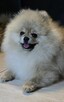 Pomeranian szpic miniaturowy zkwp FCI - 10