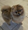 Pomeranian szpic miniaturowy zkwp FCI - 3