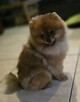 Pomeranian szpic miniaturowy zkwp FCI - 4