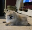 Pomeranian szpic miniaturowy zkwp FCI - 7