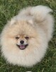 Pomeranian szpic miniaturowy zkwp FCI - 3