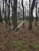 Cicha !!!! Makówka 1500 z wydanymi warunkami - 7