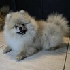 Pomeranian szpic miniaturowy zkwp FCI - 11