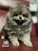 Pomeranian szpic miniaturowy zkwp FCI - 2