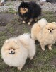 Pomeranian szpic miniaturowy zkwp FCI - 14