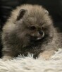 Pomeranian szpic miniaturowy zkwp FCI - 5