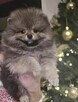 Pomeranian szpic miniaturowy zkwp FCI - 4