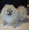 Pomeranian szpic miniaturowy zkwp FCI - 13