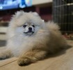 Pomeranian szpic miniaturowy zkwp FCI - 6