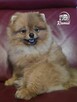 Pomeranian szpic miniaturowy zkwp FCI - 6