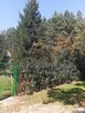 Sprzedam bezpośrednio siedlisko z budynkami gospodarczymi z - 2