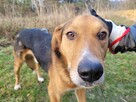 Smutny, wrażliwy BORYSEK szuka domu !! Do adopcji !! - 2