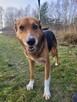 BORYSEK chciałby zniknąć bo nigdy nie zaznał miłości człowie - 5