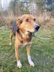 Smutny, wrażliwy BORYSEK szuka domu !! Do adopcji !! - 3