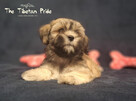 Lhasa Apso ZKwP FCI pies (kuzyn Shih Tzu) - 2