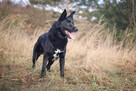 Piękny MIŁEK w typie owczarka szuka domu !! Do adopcji !! - 3