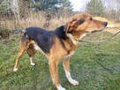 Smutny, wrażliwy BORYSEK szuka domu !! Do adopcji !! - 6