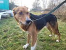 Smutny, wrażliwy BORYSEK szuka domu !! Do adopcji !! - 7